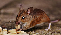 24 Hour & Emergency Exterminators in Castine, ME